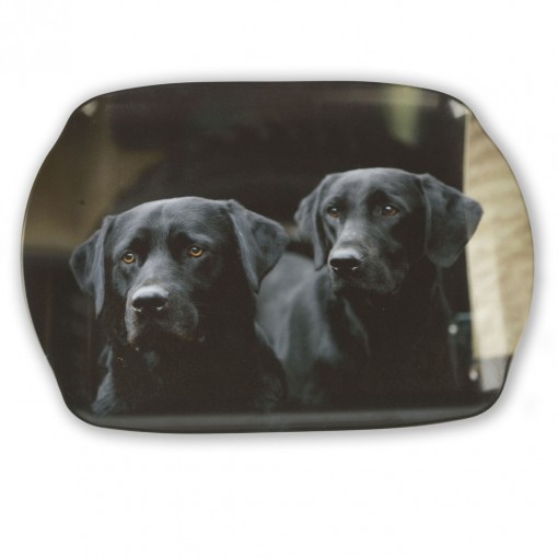 Black Labradors